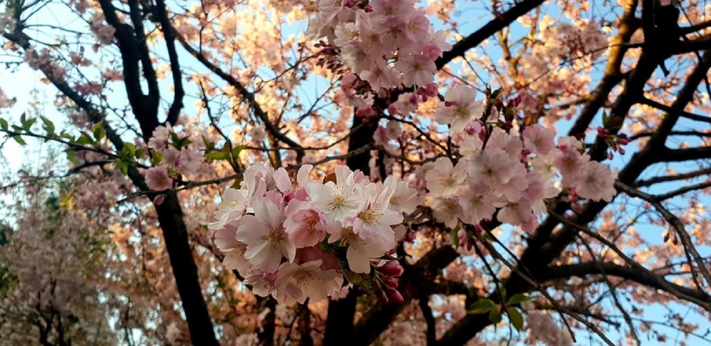 На Закарпатті розцвіли сакури і магнолії: фото На Закарпатті розцвіли сакури і магнолії: фото