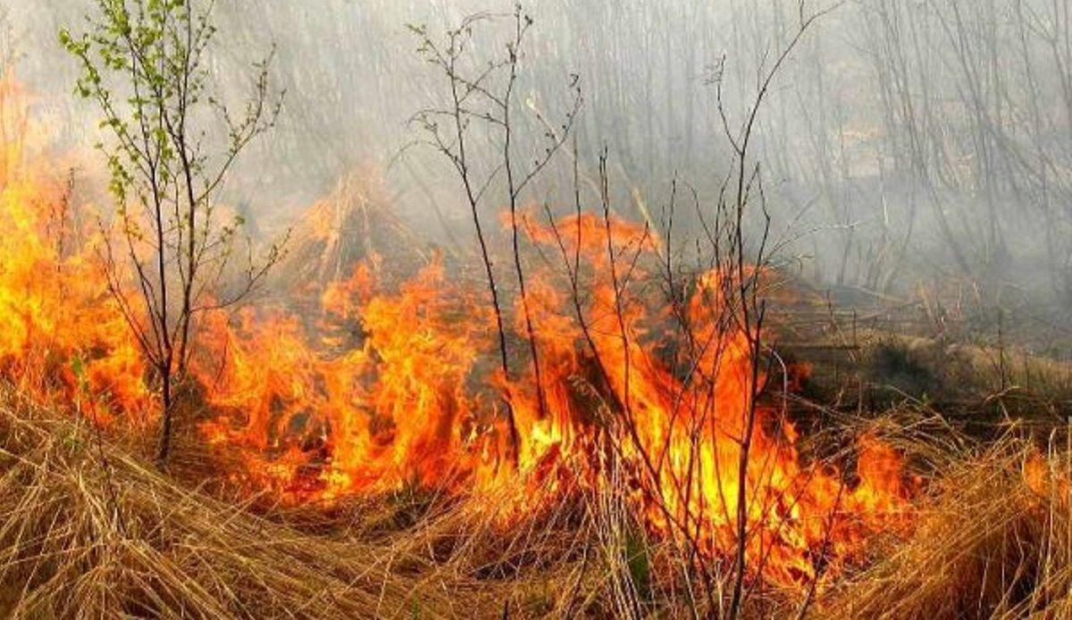 Штраф за поджог травы 2020 – список штрафов и какая новая сумма штрафа Штраф за поджог травы 2020 – список штрафов и какая новая сумма штрафа