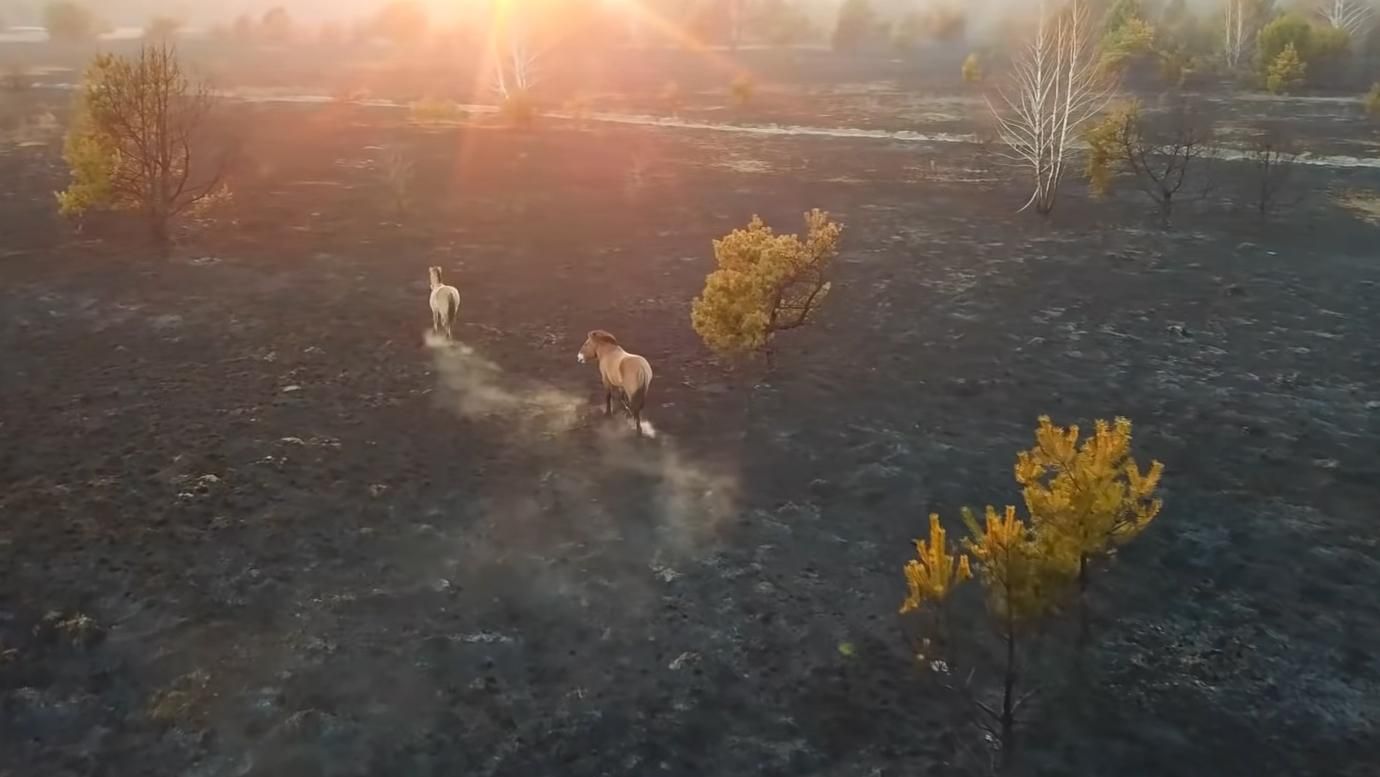 Через пожежу у Чорнобильській зоні сотні тварин залишилися без житла та їжі: щемливе відео 