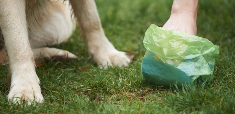 Не прибрав за своїм собакою — штраф 1700 гривень Не прибрав за своїм собакою — штраф 1700 гривень