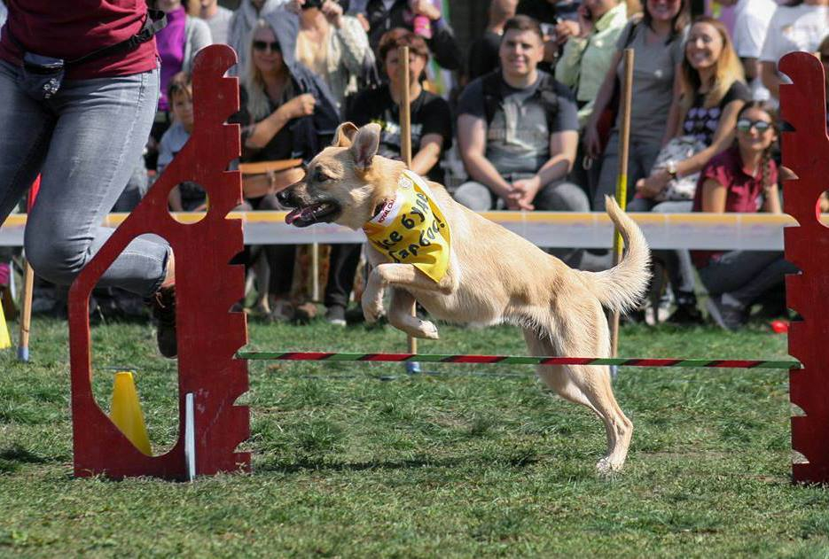 "Ужасы" собаче-кошачьего законопроекта и что с ними делать
