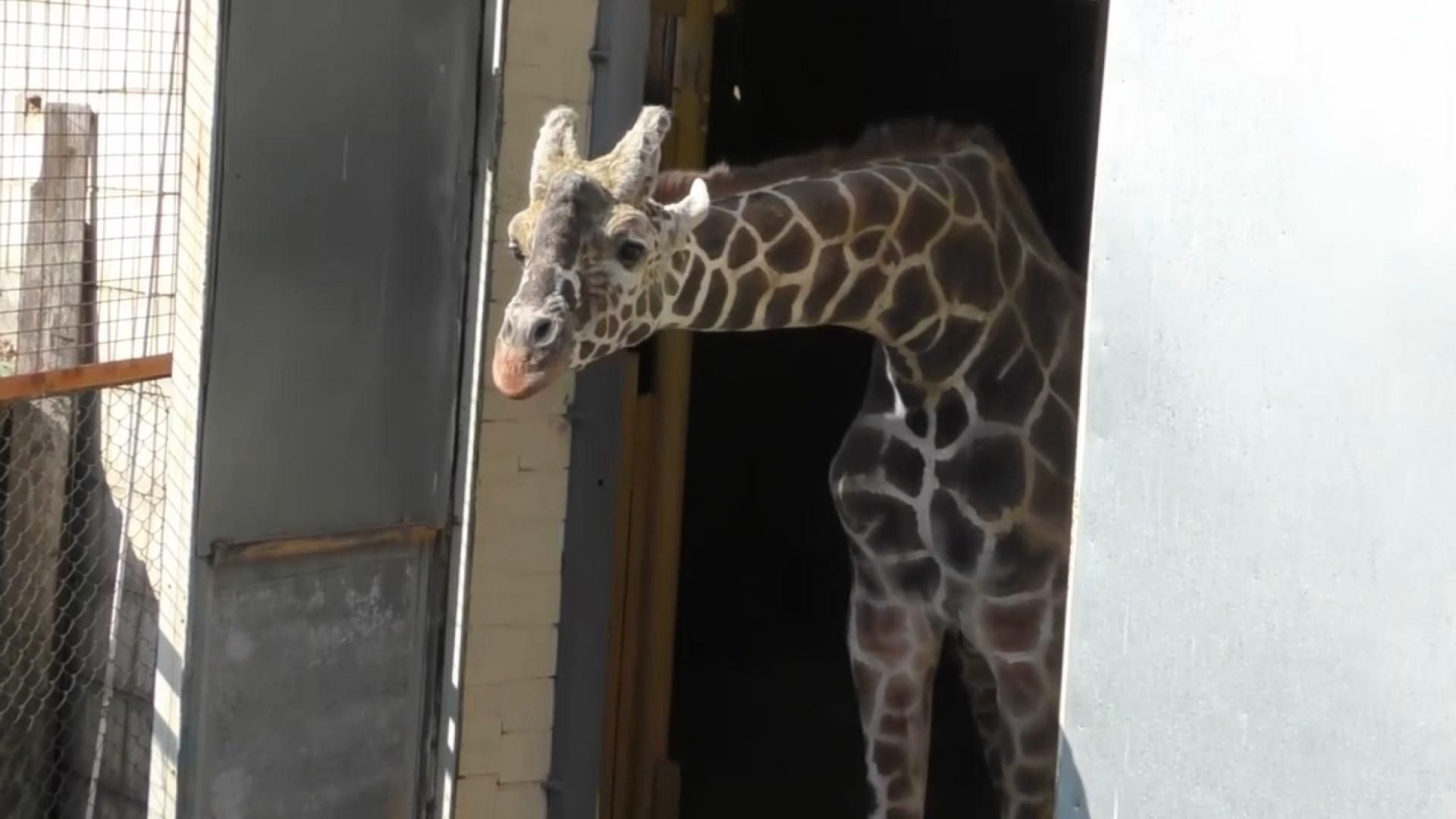 Як почуваються тварини в зоопарку без відвідувачів: милі фото й відео