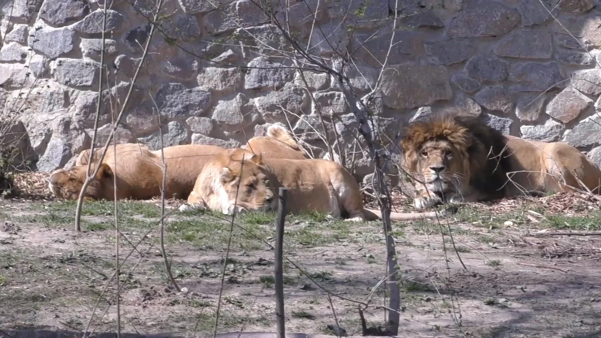 леви зоопарк Київ