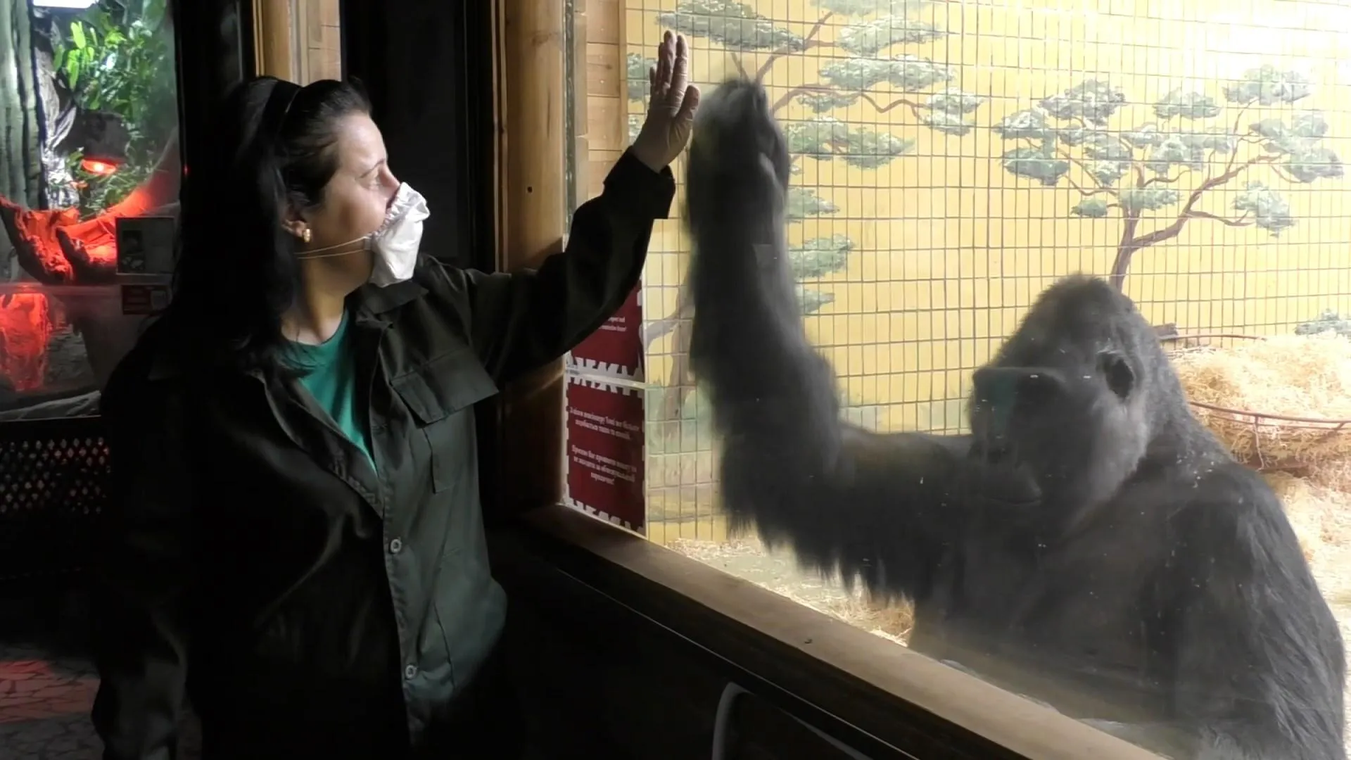примати зоопарк Київ карантин