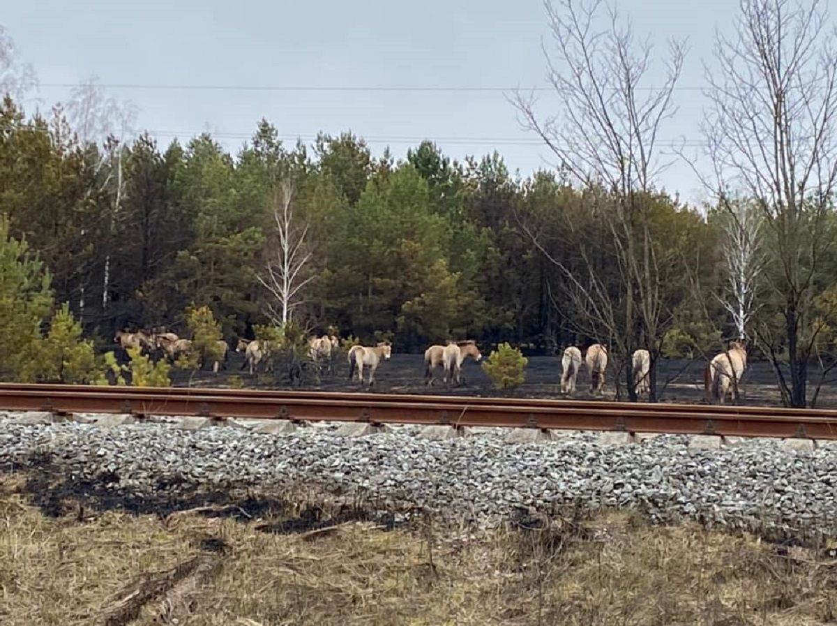 Рятувальники досі гасять місця тління у Чорнобилі: як виглядає зона відчуження – фото Рятувальники досі гасять місця тління у Чорнобилі: як виглядає зона відчуження – фото
