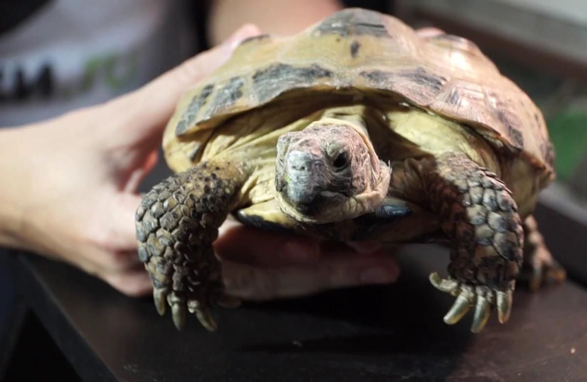 За выгул черепахи во время карантина итальянцы "впаяли" штраф : фото За выгул черепахи во время карантина итальянцы "впаяли" штраф : фото