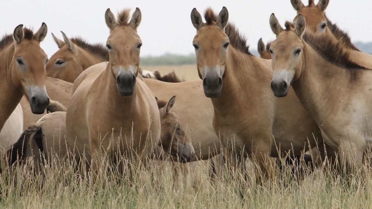 После пожаров в Чернобыльской зоне дикие лошади возвращаются домой: видео После пожаров в Чернобыльской зоне дикие лошади возвращаются домой: видео