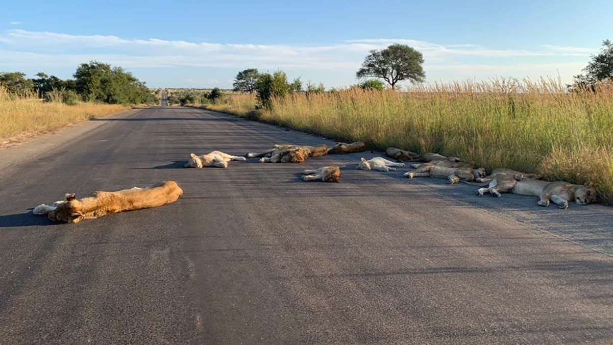 Леви повною мірою використали карантин у ПАР: тварини посеред дня заснули на дорозі – фото