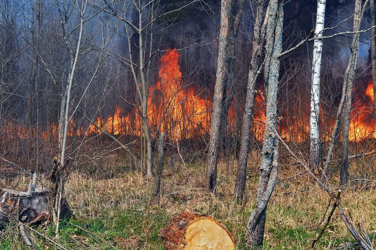 чорнобильська зона пожежі