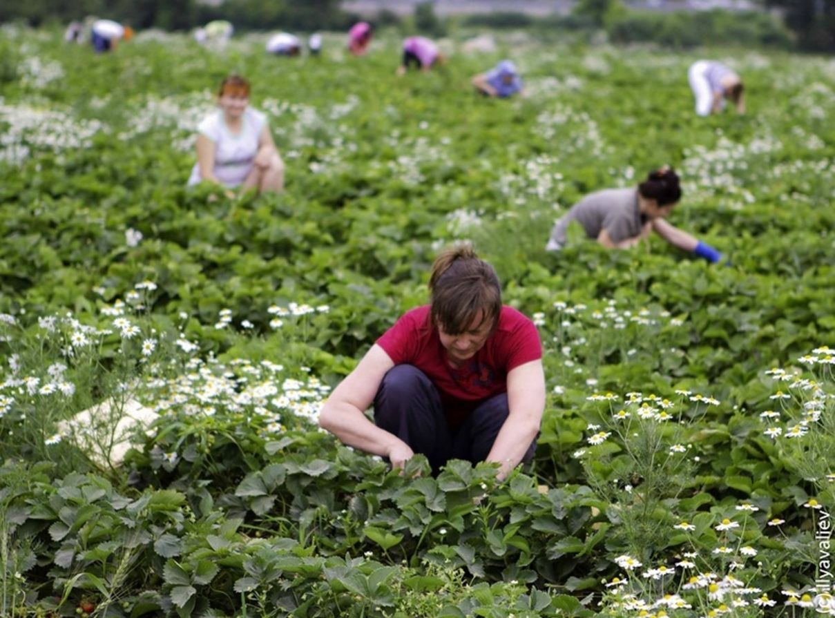 В Западной Европе гастарбайтеров для сезонных работ привозят чартерами В Западной Европе гастарбайтеров для сезонных работ привозят чартерами