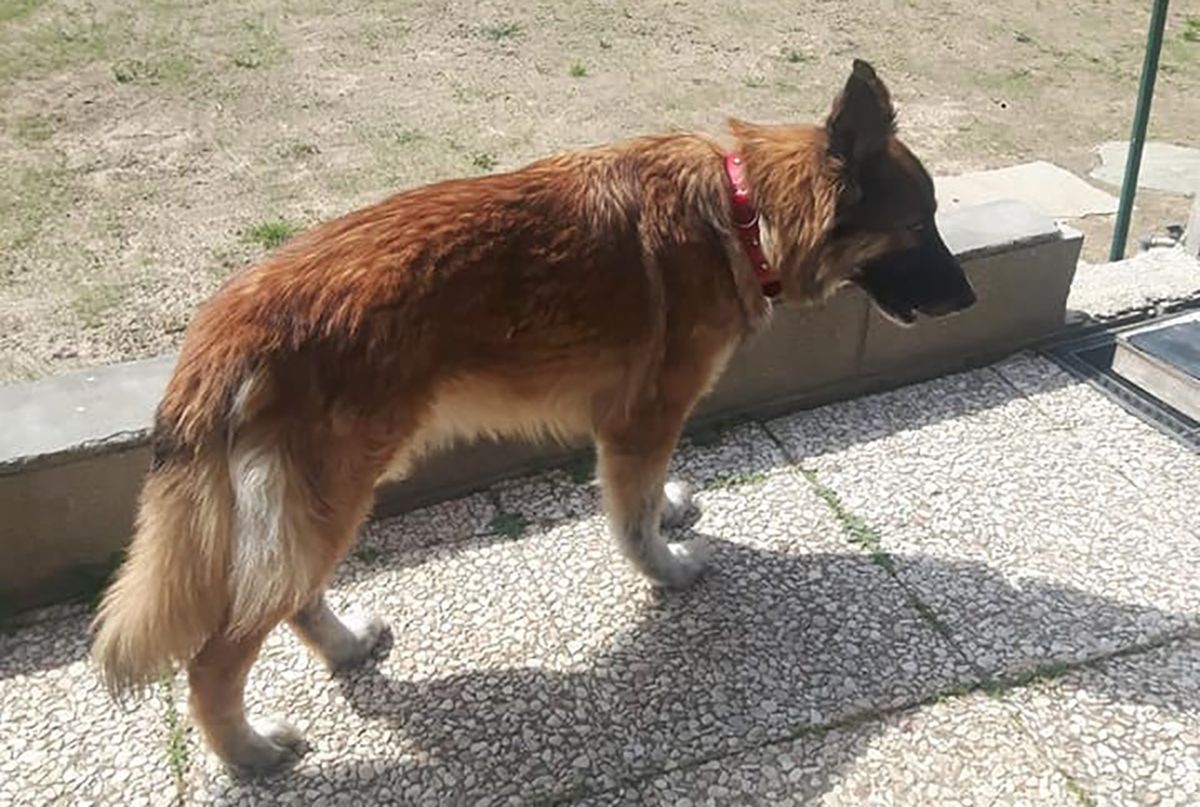 В Італії собака втік з дому до лікарні: там від коронавірусу помирав його господар