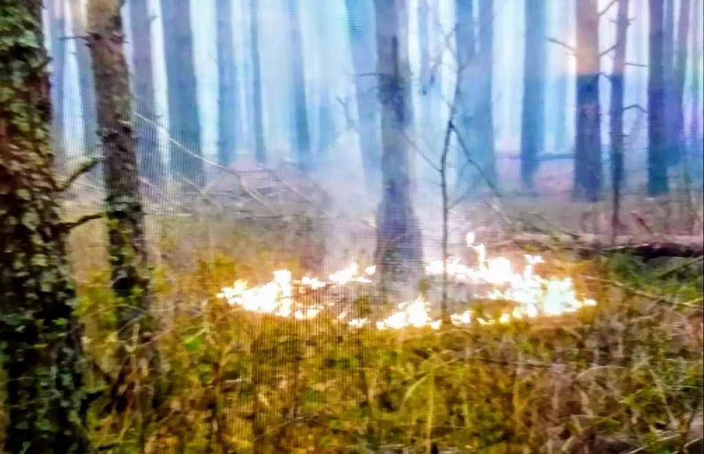 що виявили у Чорнобильській зоні