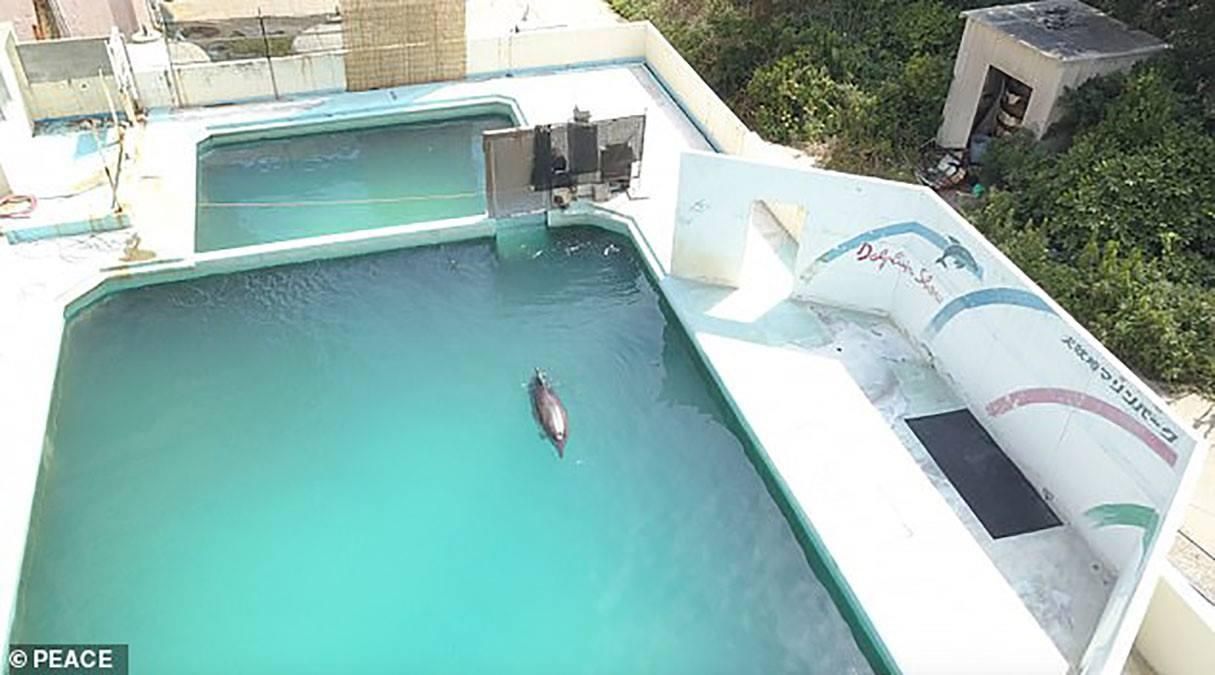 Помер "найсамотніший" у світі дельфін: що відомо