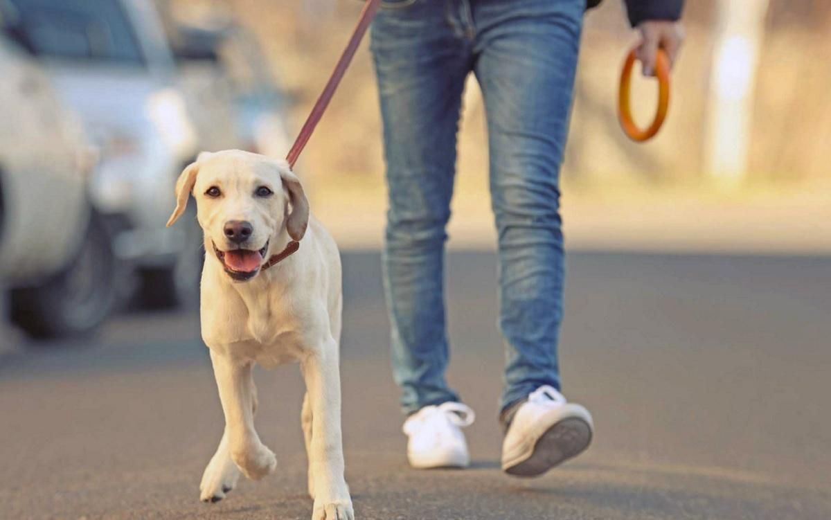 Харьковчане пытаются арендовать собак для прогулок: в приюте им отказывают Харьковчане пытаются арендовать собак для прогулок: в приюте им отказывают