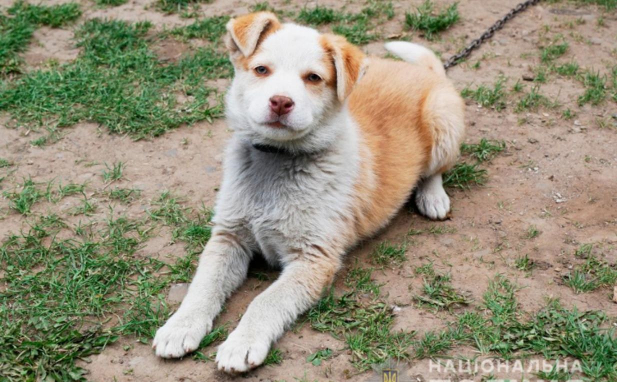 Жорстокий челендж: на Буковині дівчина задля забави напоїла песика самогоном – відео Жорстокий челендж: на Буковині дівчина задля забави напоїла песика самогоном – відео