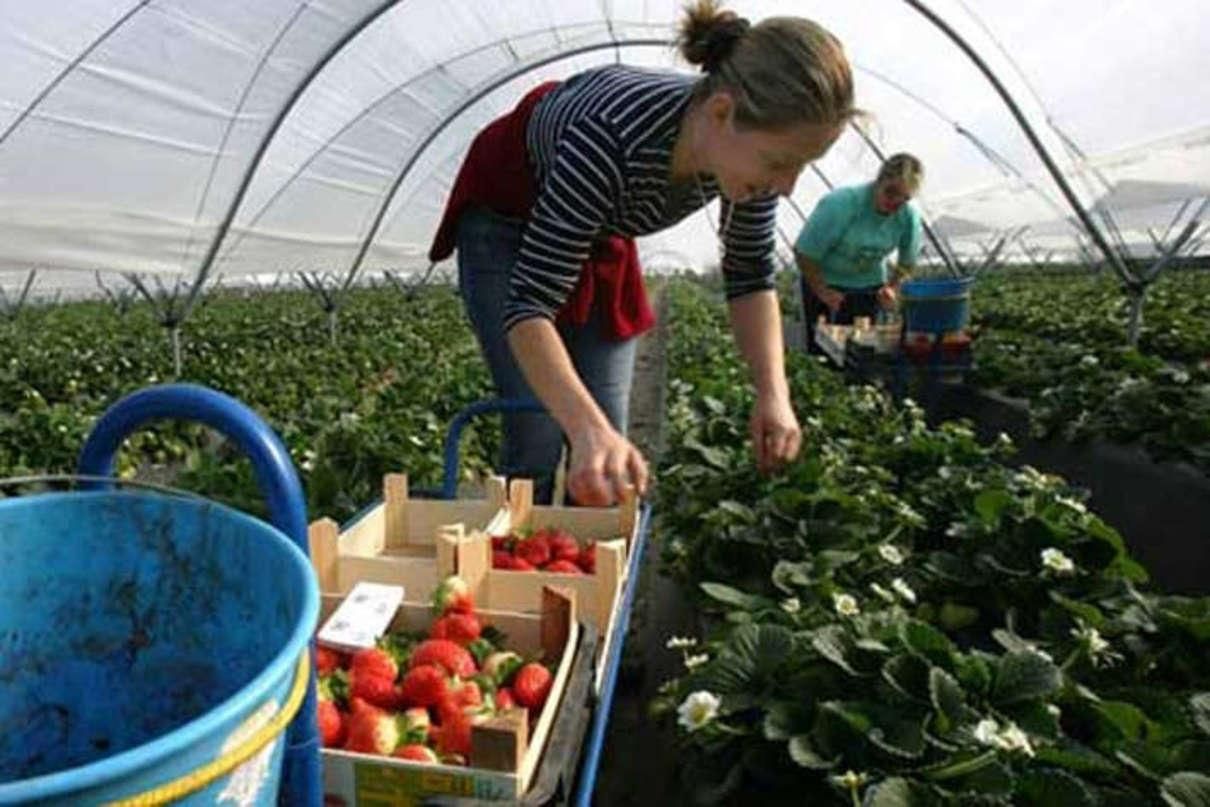 Трудовые мигранты перевели в Украину рекордную сумму в 2019 - 24 канал Трудовые мигранты перевели в Украину рекордную сумму в 2019 - 24 канал