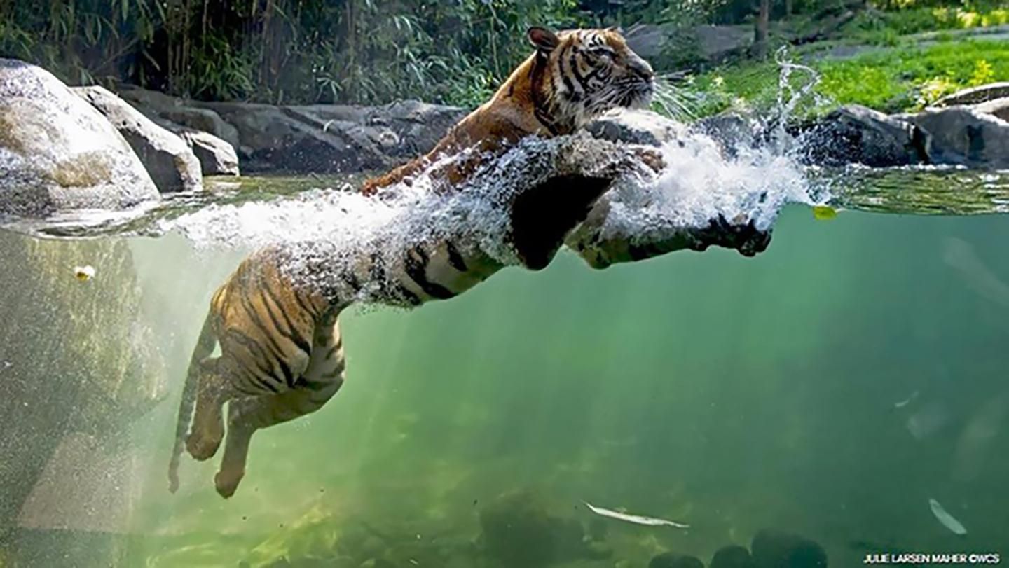 COVID-19 спалахнув у зоопарку Нью-Йорка: захворіли ще 7 диких кішок COVID-19 спалахнув у зоопарку Нью-Йорка: захворіли ще 7 диких кішок