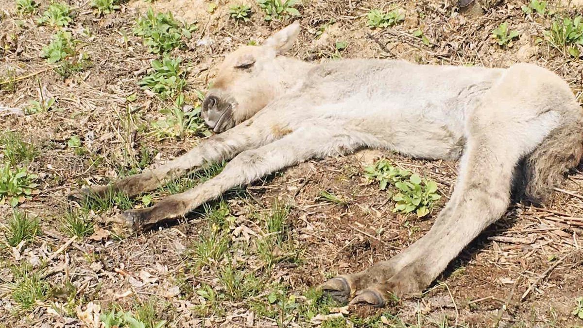 От пожара в Чернобыле спасли краснокнижного жеребенка Пржевальского: фото, видео От пожара в Чернобыле спасли краснокнижного жеребенка Пржевальского: фото, видео