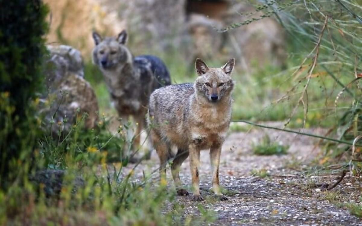 Шакали гуляють у парку Яркон в Ізраїлі – фото Шакали гуляють у парку Яркон в Ізраїлі – фото
