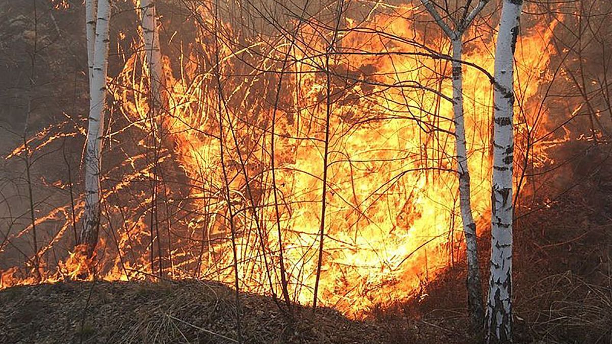 Ще одна лісова пожежа на Житомирщині: рятувальники локалізувала займання 