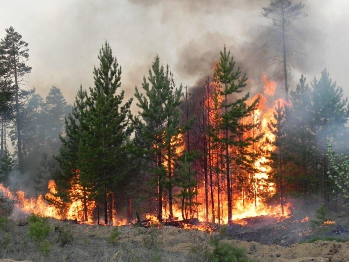 У Карпатському національному природному парку спалахнула пожежа 23.04 – 24 канал