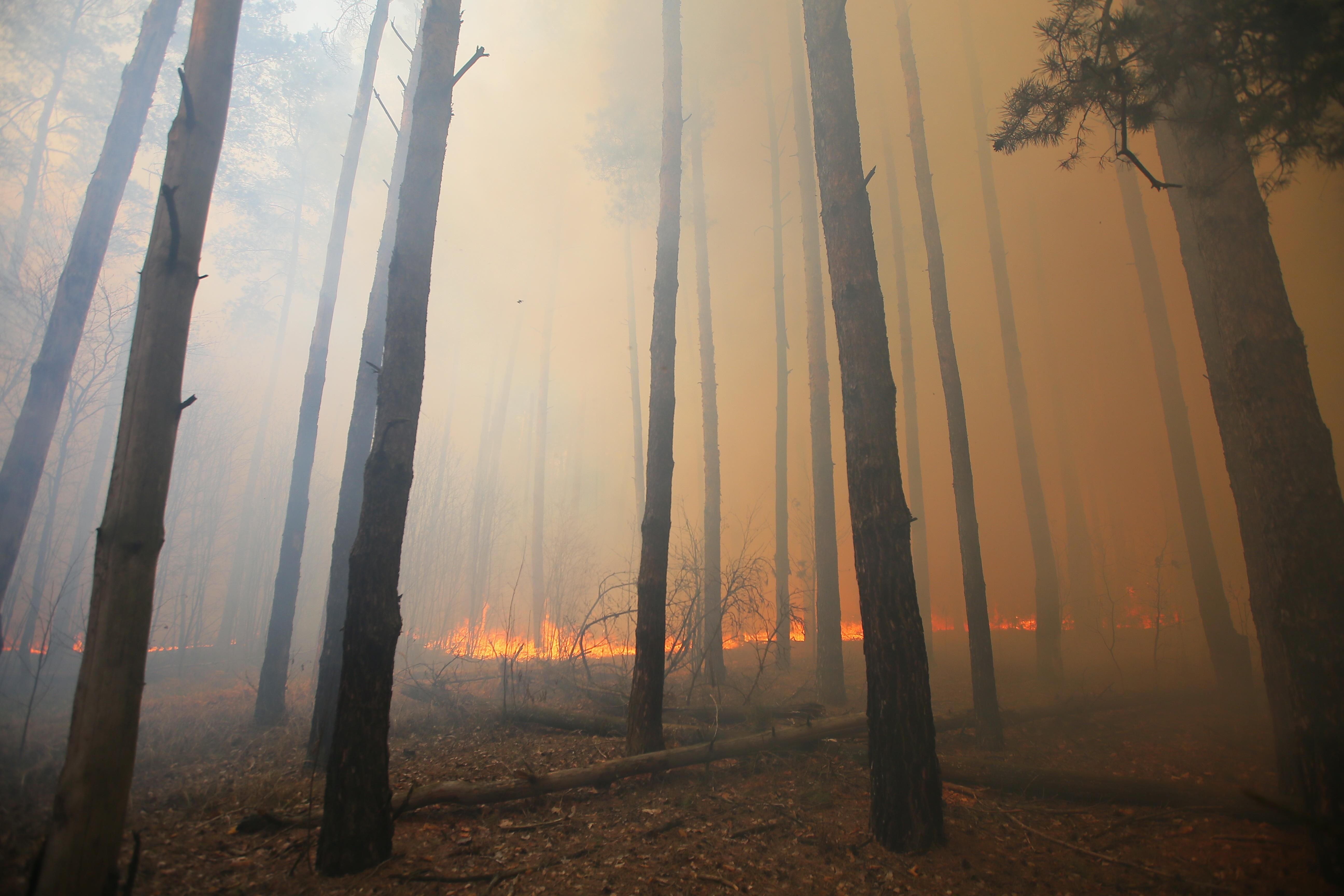 Пожежі у Чорнобилі 2020 – чому Чорнобиль досі горить, що втрачено Пожежі у Чорнобилі 2020 – чому Чорнобиль досі горить, що втрачено
