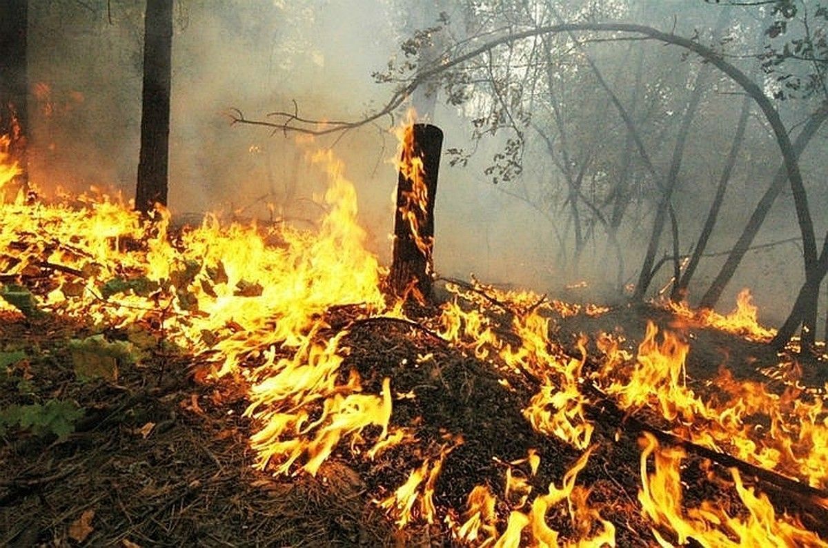Пожежі в Сибіру 2020: через аномальну спеку знову загорілася тайга