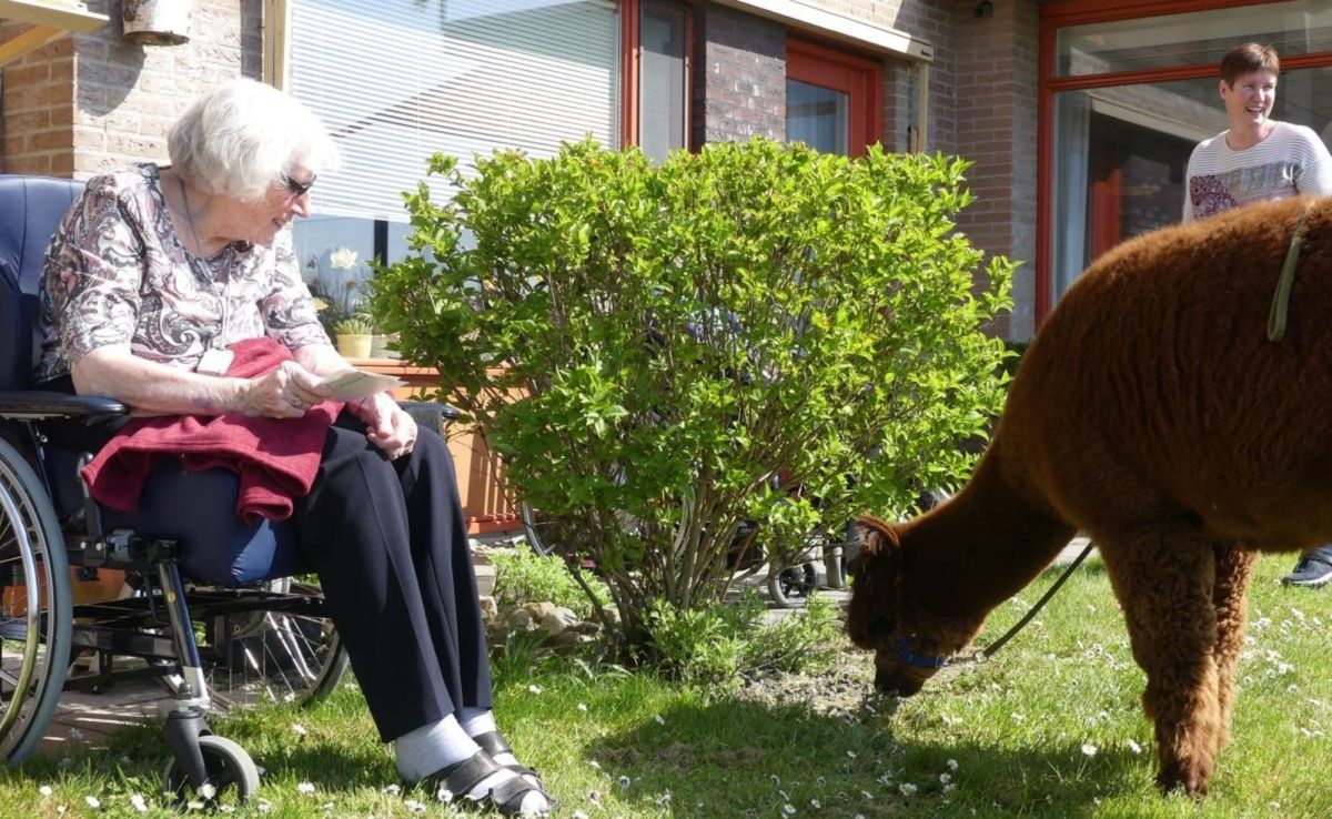 У Нідерландах альпаки відвідують літніх людей: фото, відео