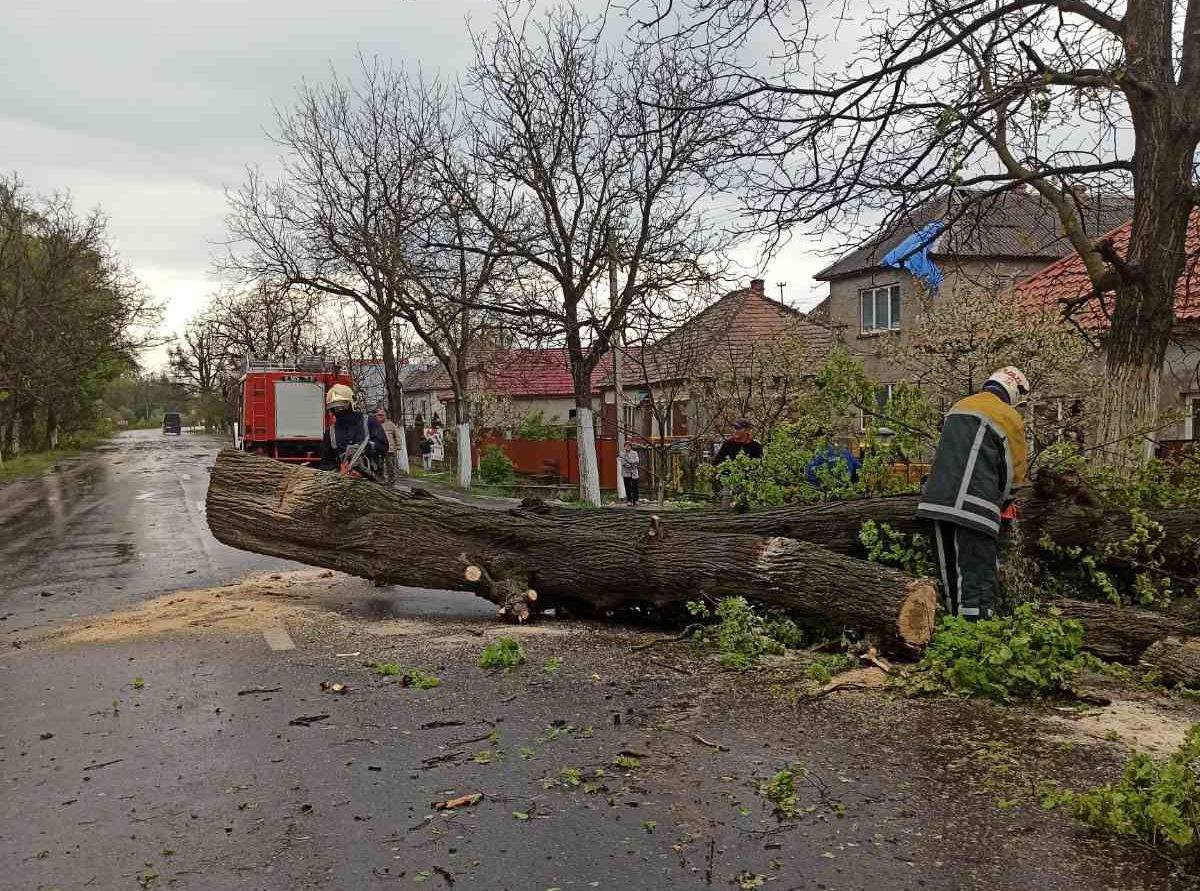 Буревій на Закарпатті 25.04. повалив дерева – відео, фото