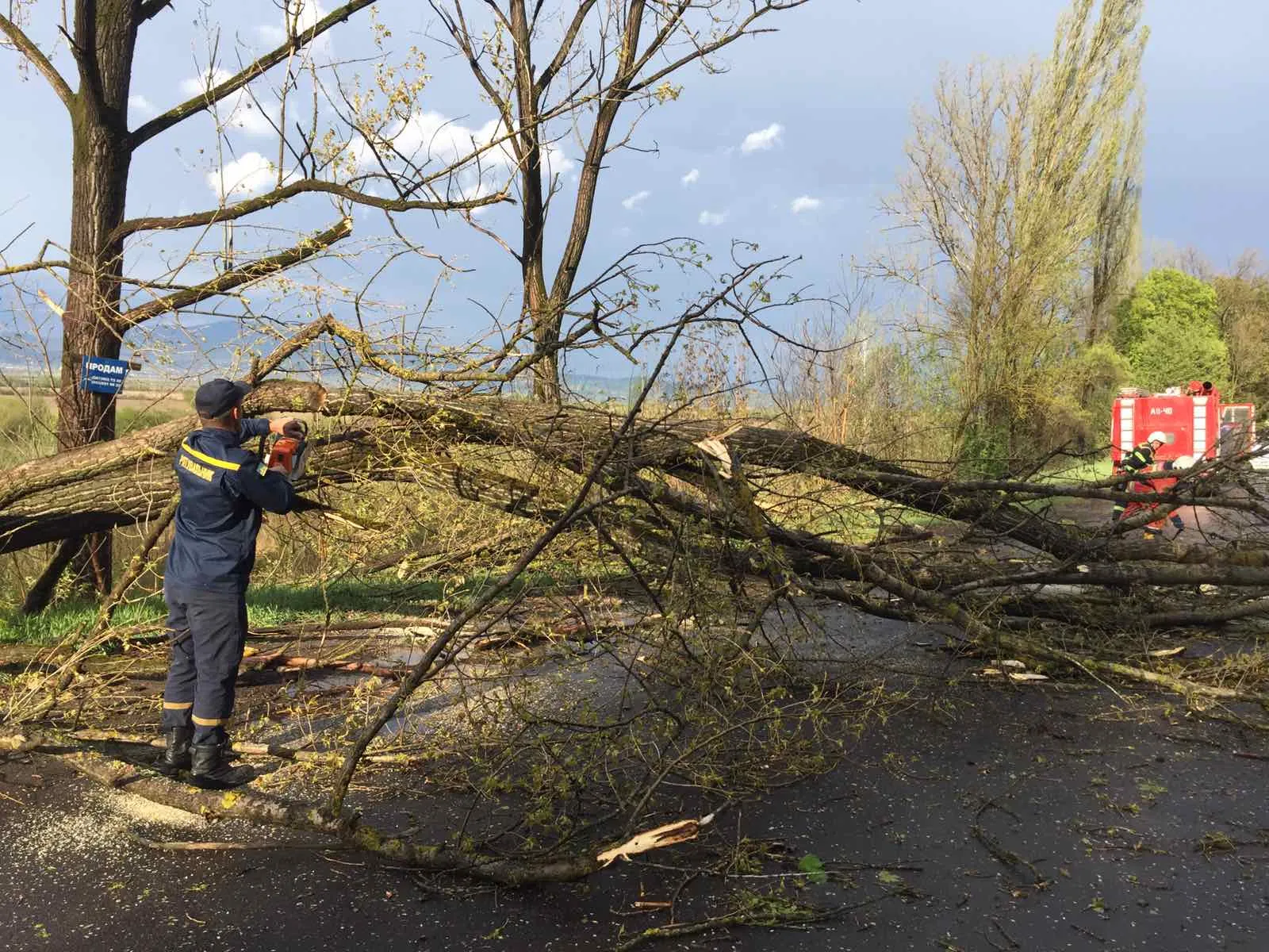 Дерева Мукачево Дерева Мукачево