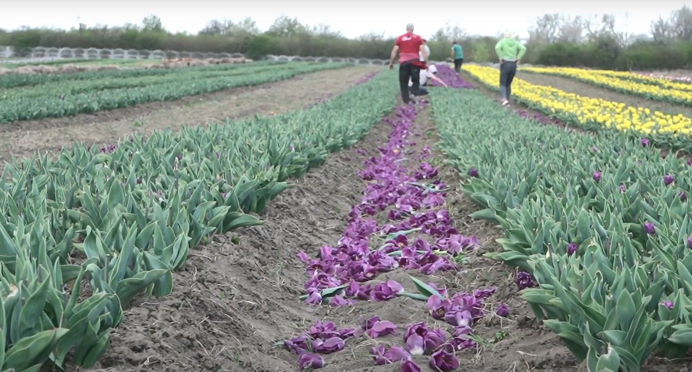Тюльпанові поля на Буковині у 2020 році закриті – відео Тюльпанові поля на Буковині у 2020 році закриті – відео