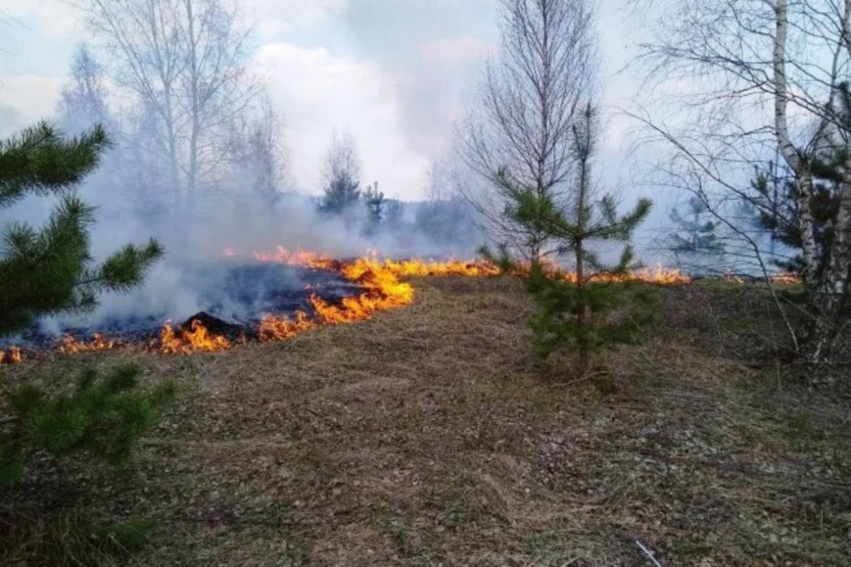 На Харьковщине вспыхнул пожар в хвойном лесу