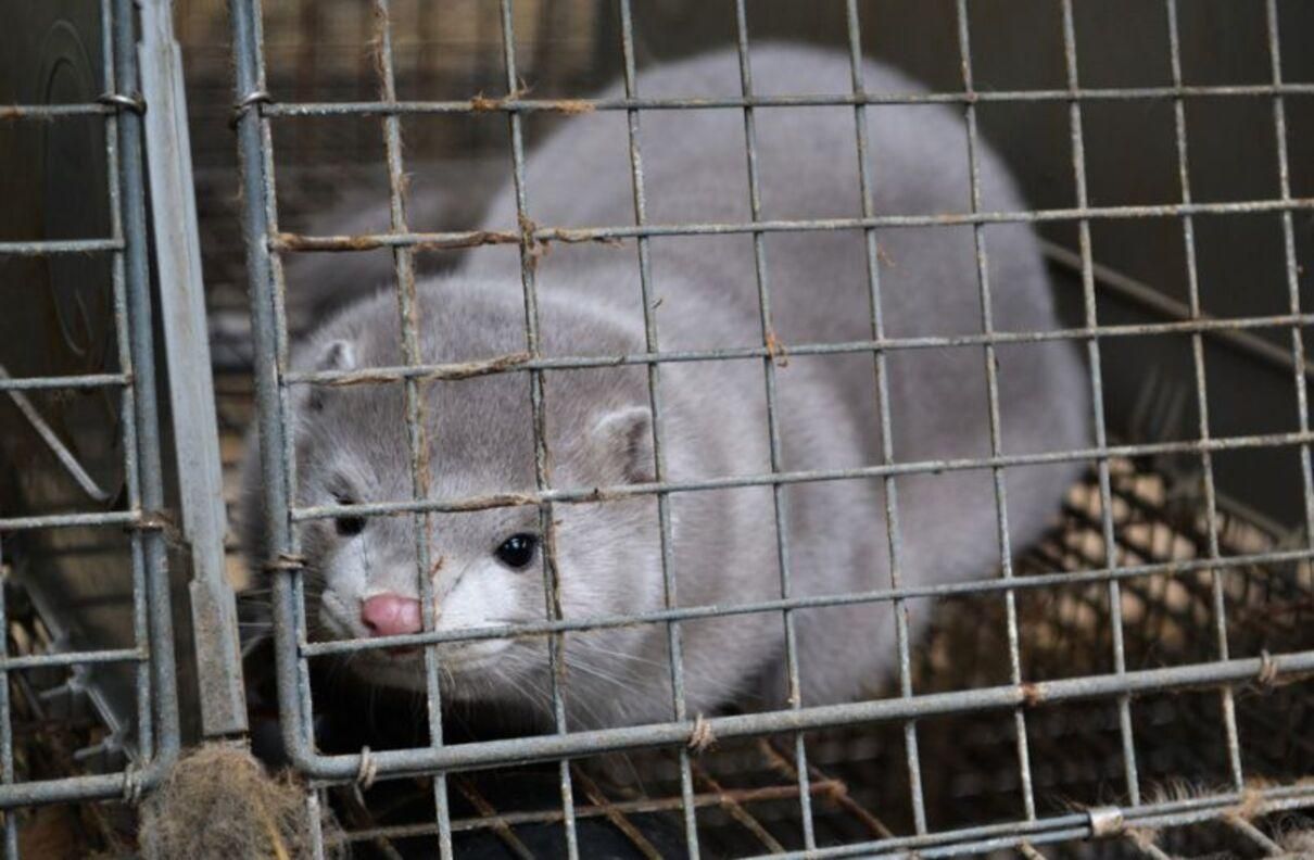 В Нидерландах коронавирусом заболели норки: кто инфицировал животных В Нидерландах коронавирусом заболели норки: кто инфицировал животных