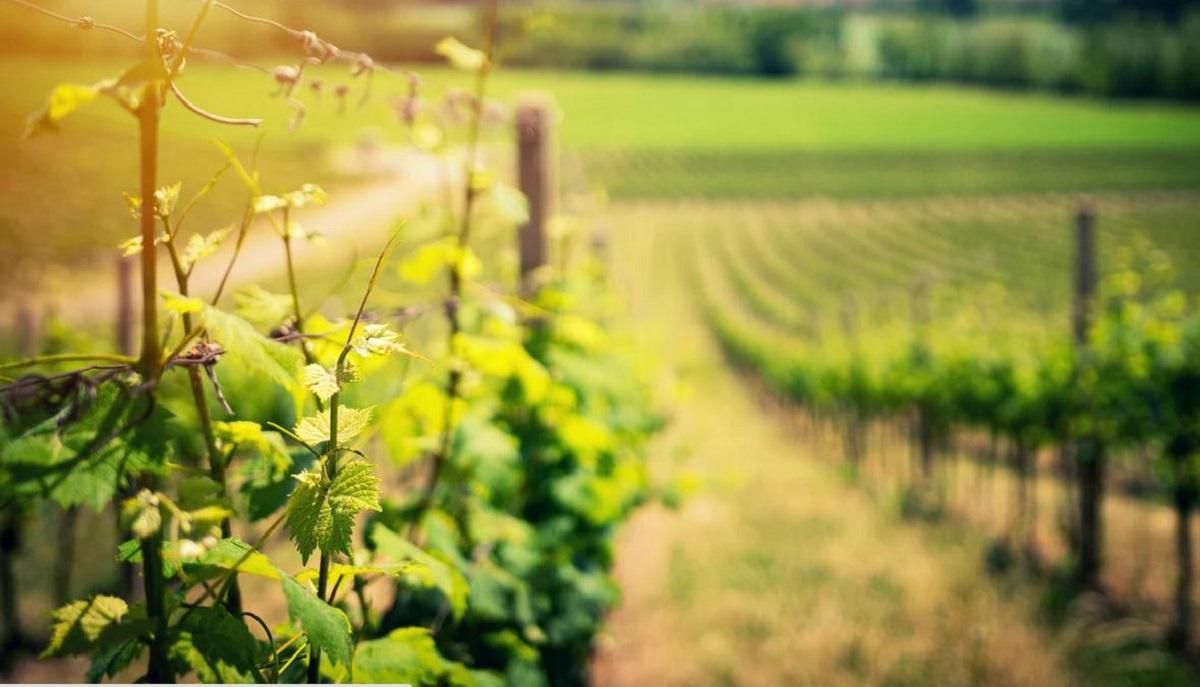 Ручна обробка лози і збір винограду: "Таврія" змінює модель виноградарства