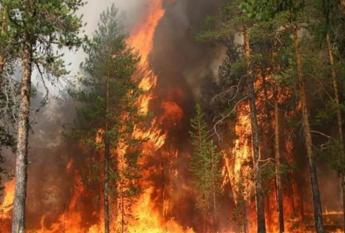 Нові масштабні лісові пожежі в Україні 2020 - прогнози науковців