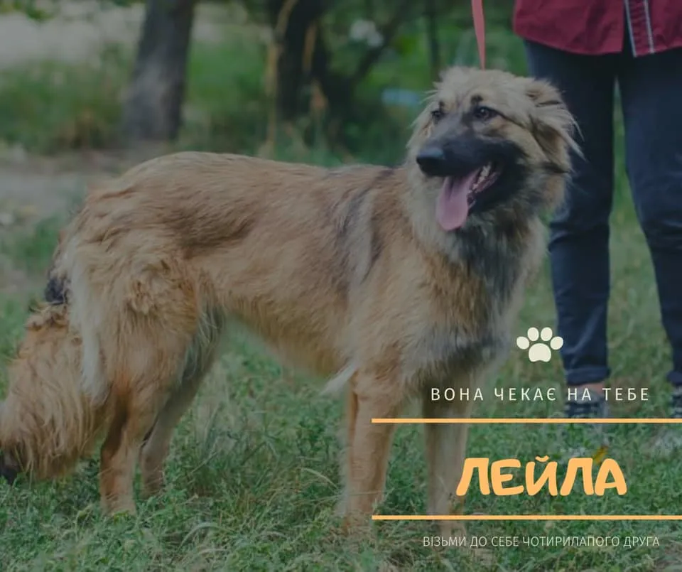 безпритульні безпритульні