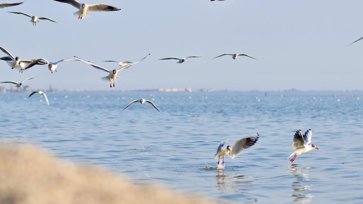 Бердянськ літо 2020: коли відкриють туристичний сезон - дата Бердянськ літо 2020: коли відкриють туристичний сезон - дата