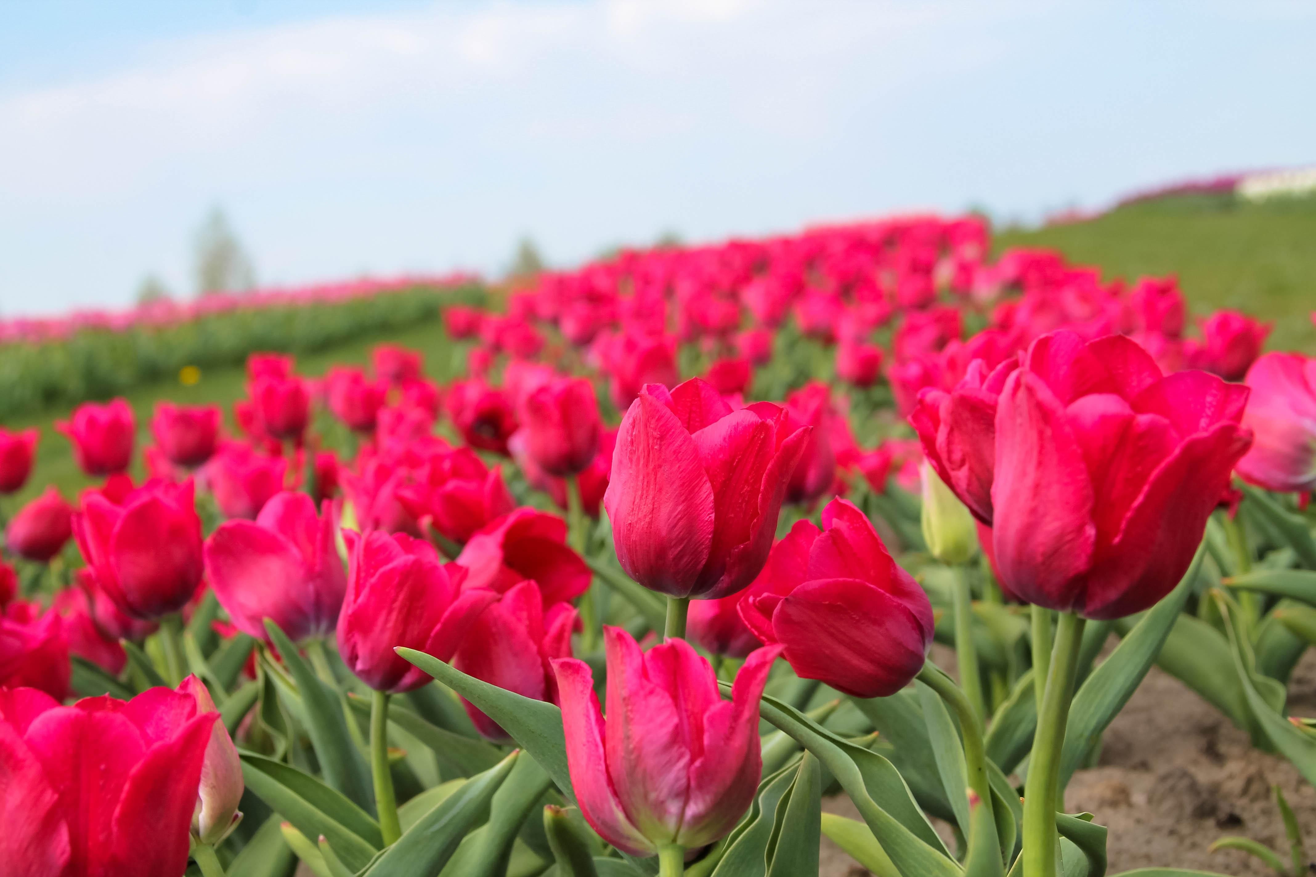 Добропарк під Києвом - фото, відео більше мільйона тюльпанів