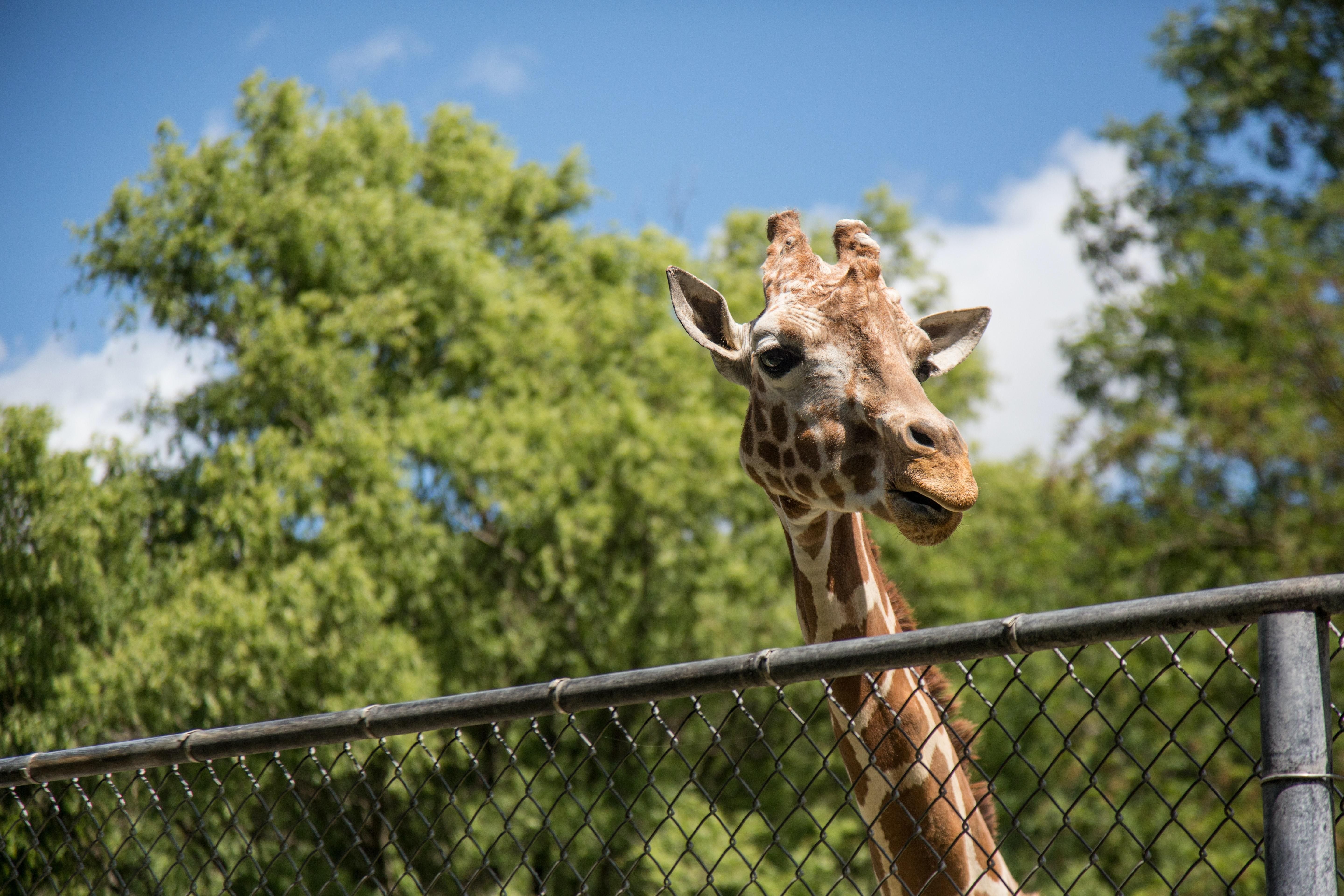 Зоопарки перейшли в онлайн: де подивитися на тварин, залишаючись вдома