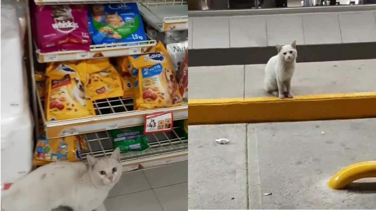 Погладил – купи еду: в Мексике бездомный кот провожал людей к полке с кормом