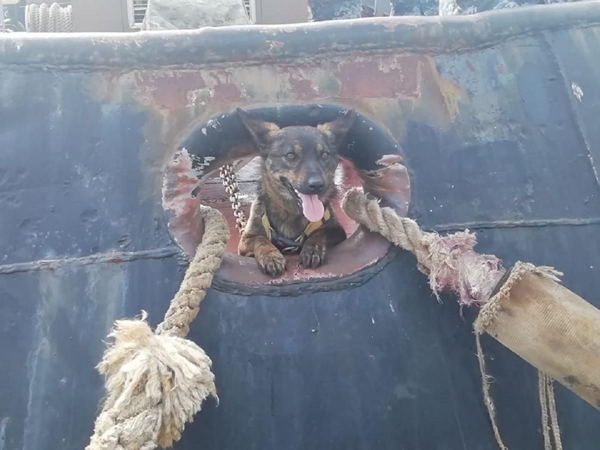 Собака, який перебував у російському полоні, знову охороняє буксир "Яни Капу" Собака, який перебував у російському полоні, знову охороняє буксир "Яни Капу"
