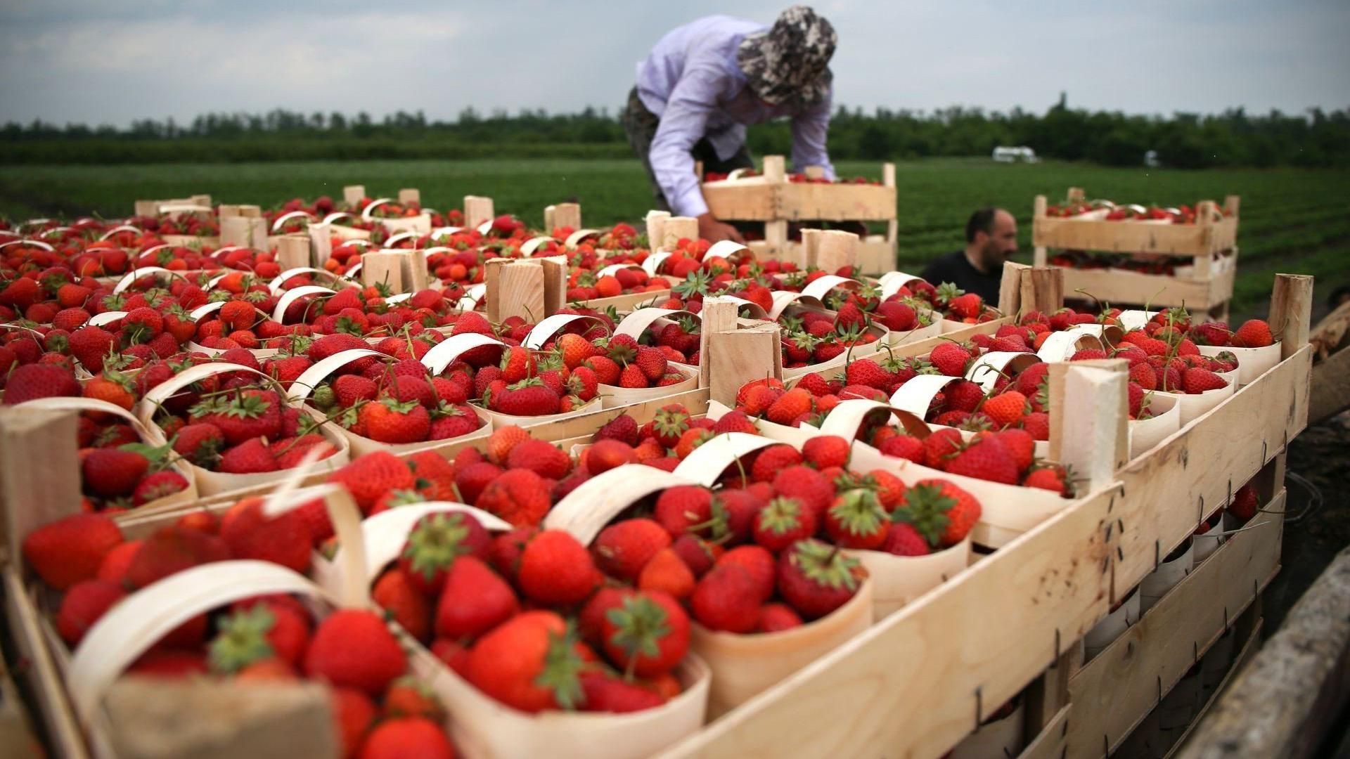 Польща поновила видачу робочих віз українцям: отримати їх можуть не всі Польща поновила видачу робочих віз українцям: отримати їх можуть не всі