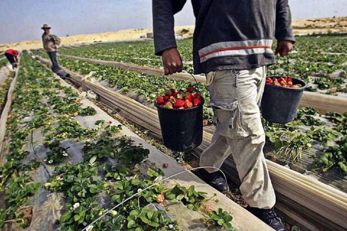 Заробітки у Фінляндії: фермери очікують на 15 тисяч українців Заробітки у Фінляндії: фермери очікують на 15 тисяч українців