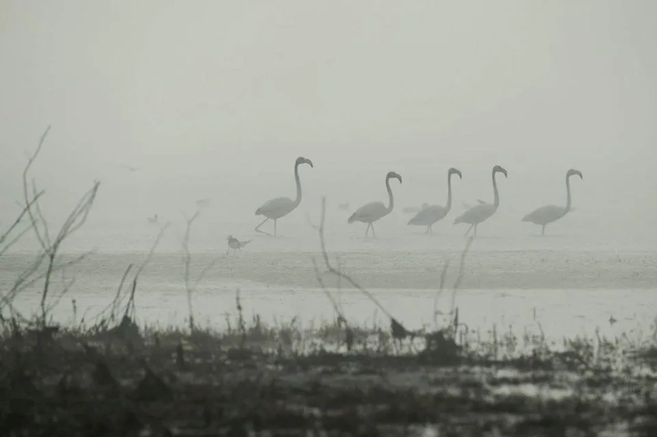 Фламінго на Миколаївщині