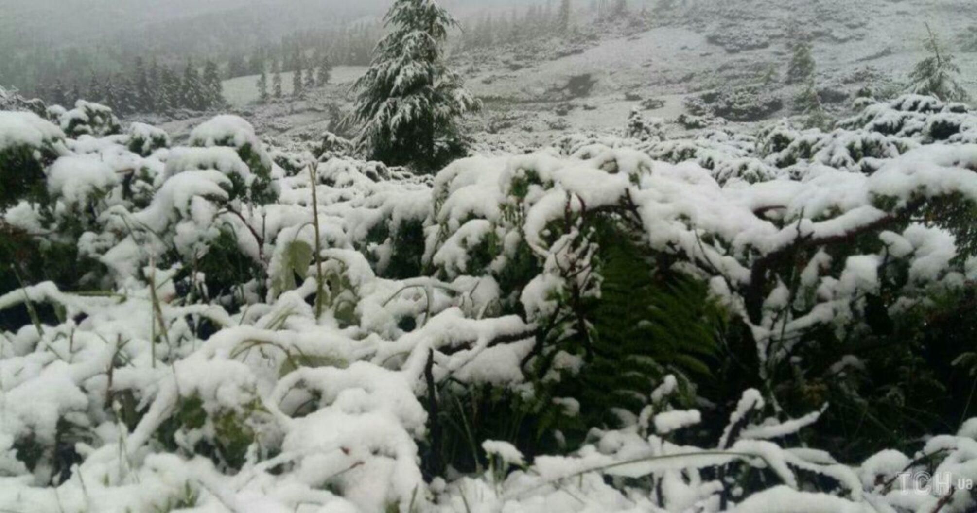Снег и метели в Карпатах 6 и 7 мая 2020 – какой будет погода