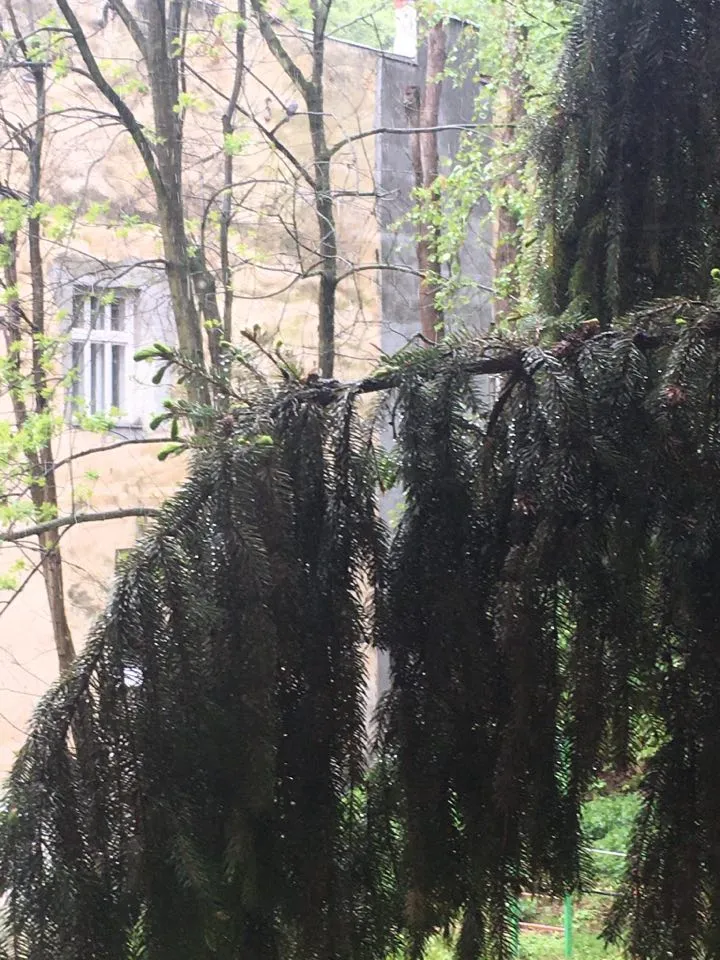 сніг у травні сніг у травні