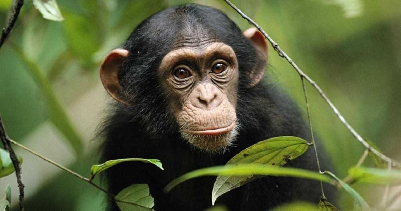 В Индии обезьяна сломала банкомат: смешное видео В Индии обезьяна сломала банкомат: смешное видео