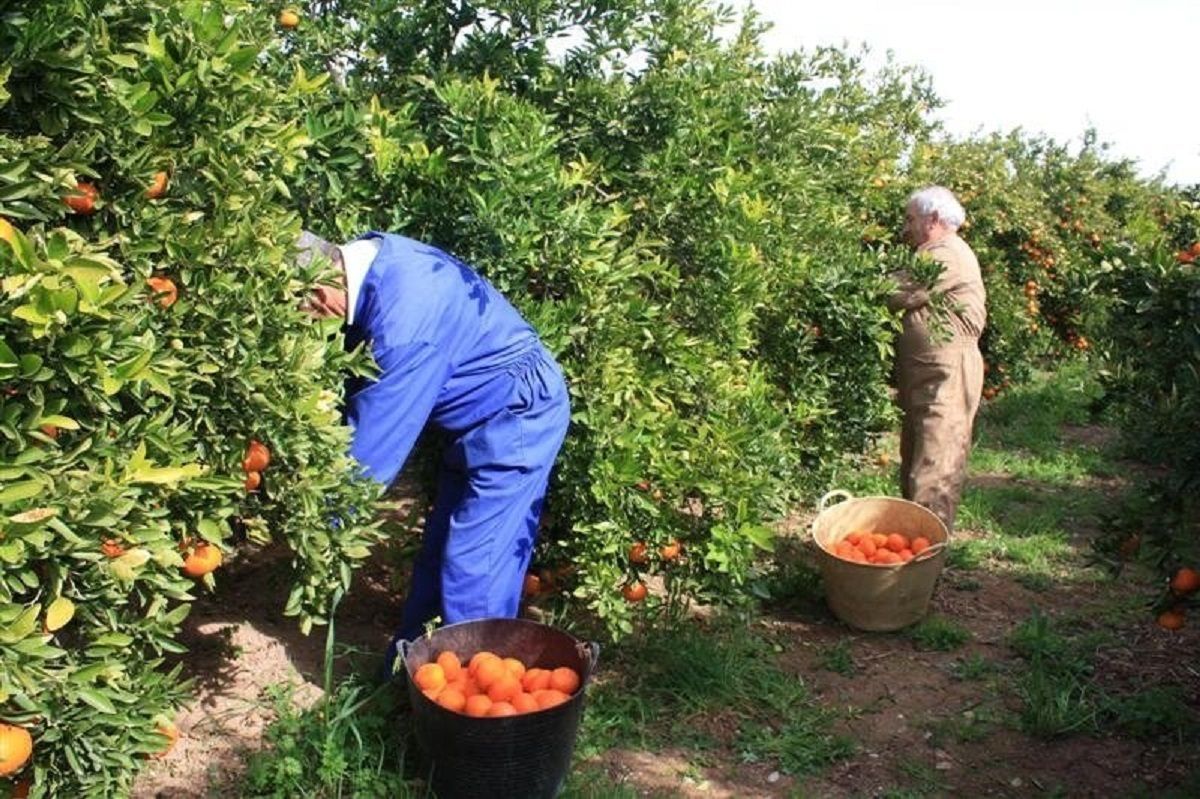 Італія хоче легалізувати пів мільйона трудових мігрантів