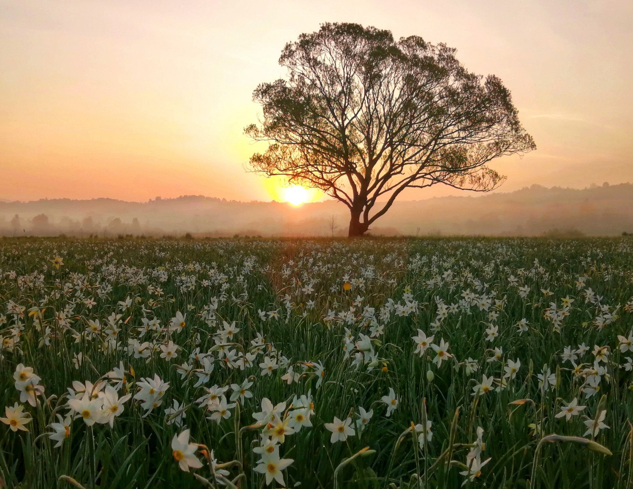 Долина нарциссов в Закарпатье открыта с 11.05.2020 Долина нарциссов в Закарпатье открыта с 11.05.2020