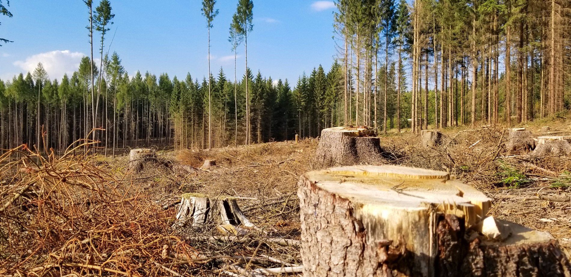 Такая массовая вырубка лесов, которую видим сейчас в Украине, была только после войны, – WWF